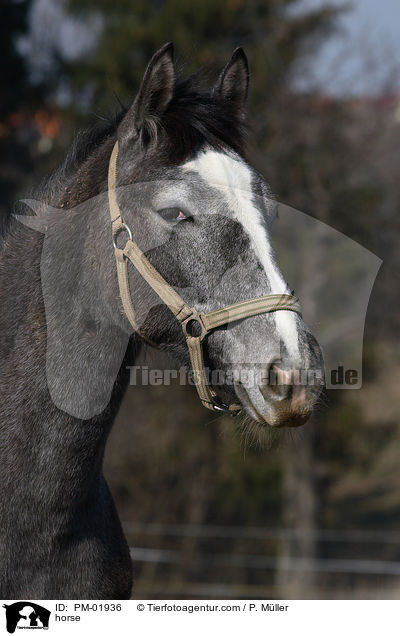 Schweres Warmblut / horse / PM-01936