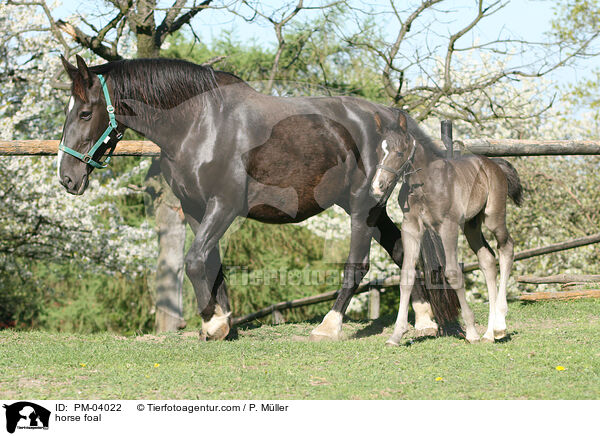 Schweres Warmblut Fohlen / horse foal / PM-04022