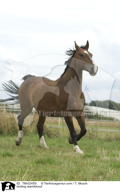 trabendes Schweres Warmblut / trotting warmblood / TM-02459