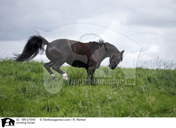 rennendes Schweres Warmblut / running horse / RR-37946