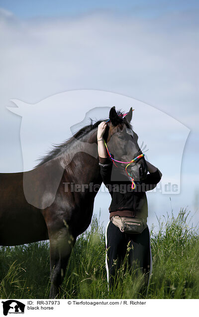Schweres Warmblut / black horse / RR-37973