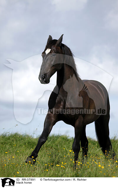 black horse / RR-37991