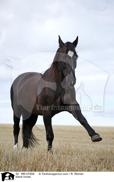 Schweres Warmblut / black horse / RR-37999