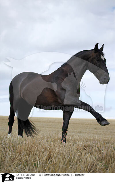 Schweres Warmblut / black horse / RR-38000