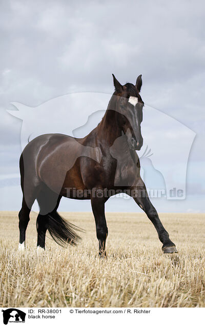 Schweres Warmblut / black horse / RR-38001