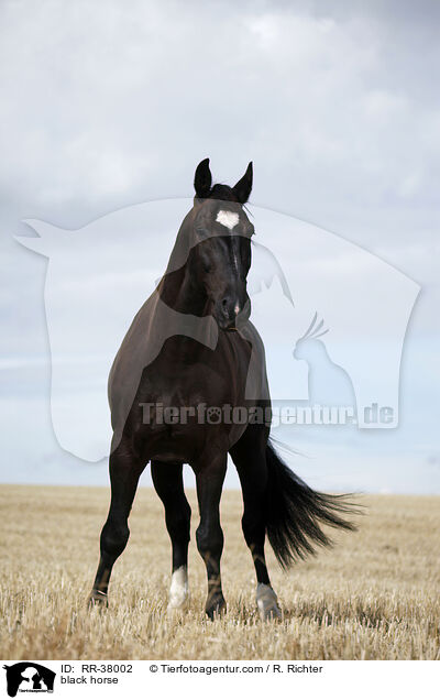 Schweres Warmblut / black horse / RR-38002