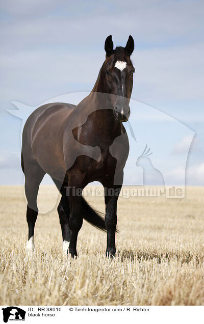 Schweres Warmblut / black horse / RR-38010