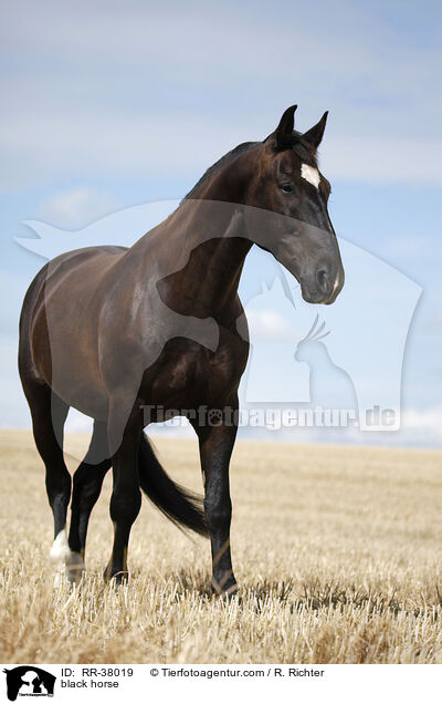 Schweres Warmblut / black horse / RR-38019