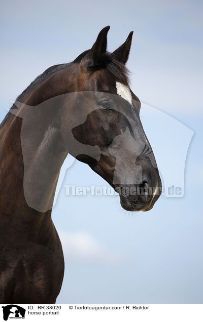 Schweres Warmblut Portrait / horse portrait / RR-38020