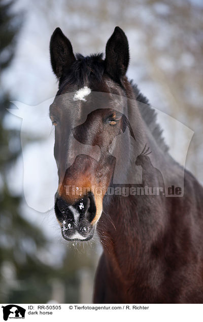 Schweres Warmblut / dark horse / RR-50505