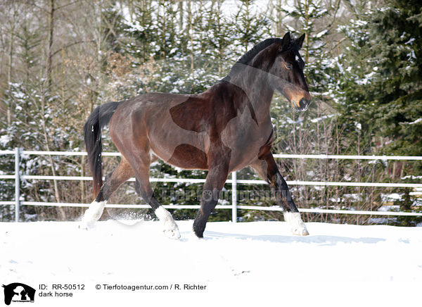 Schweres Warmblut / dark horse / RR-50512