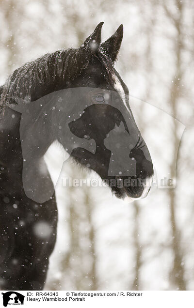 Schweres Warmblut Portrait / Heavy Warmblood Portrait / RR-64343