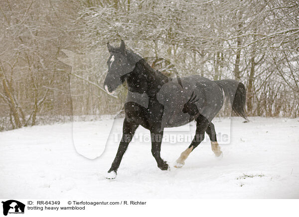 trabendes Schweres Warmblut / trotting heavy warmblood / RR-64349