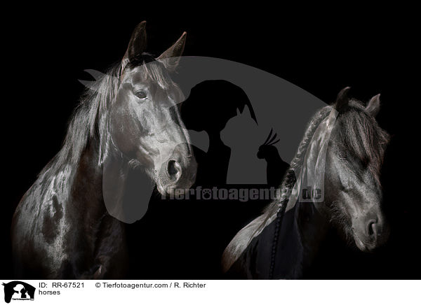 Pferde / horses / RR-67521