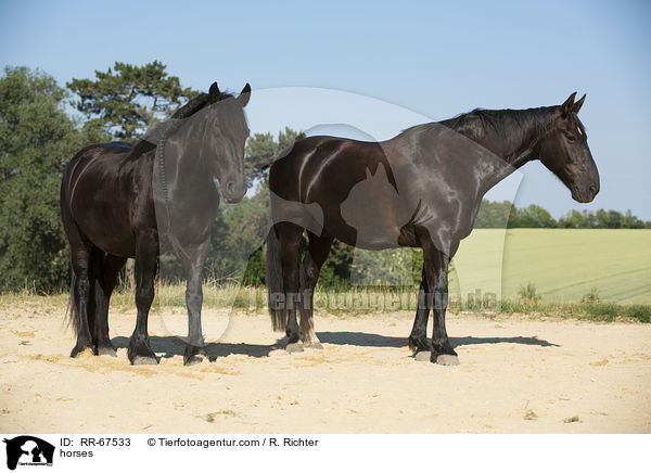 Pferde / horses / RR-67533