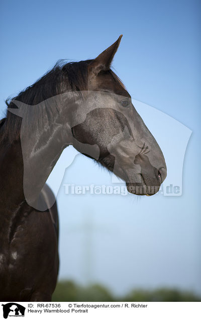 Schweres Warmblut Portrait / Heavy Warmblood Portrait / RR-67536