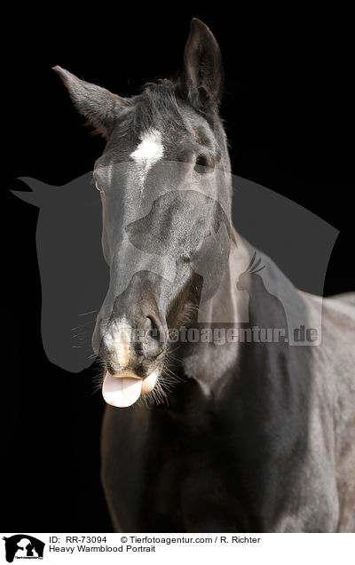 Schweres Warmblut Portrait / Heavy Warmblood Portrait / RR-73094