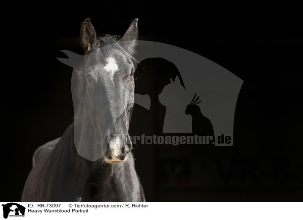 Schweres Warmblut Portrait / Heavy Warmblood Portrait / RR-73097