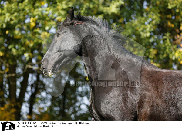 Schweres Warmblut Portrait / Heavy Warmblood Portrait / RR-73105