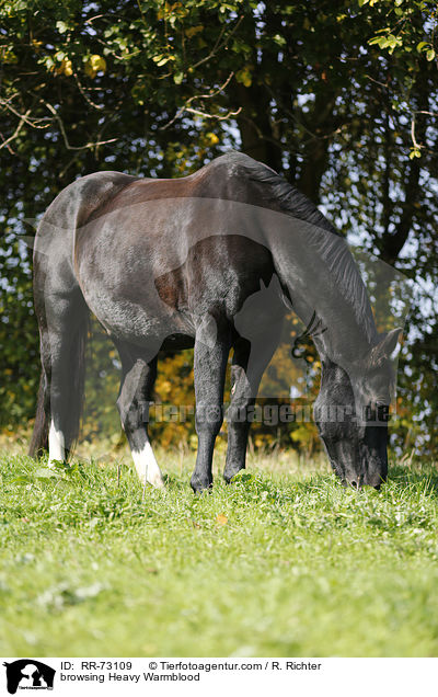 fressendes Schweres Warmblut / browsing Heavy Warmblood / RR-73109