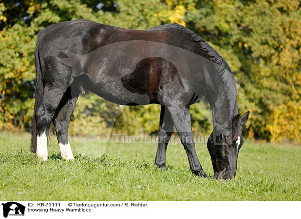 grasendes Schweres Warmblut / browsing Heavy Warmblood / RR-73111