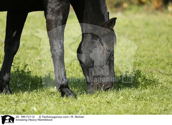 grasendes Schweres Warmblut / browsing Heavy Warmblood / RR-73112