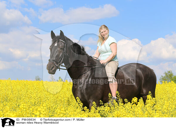 Frau reitet Schweres Warmblut / woman rides Heavy Warmblood / PM-06634