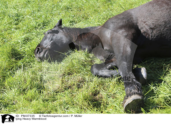 lying Heavy Warmblood / PM-07335