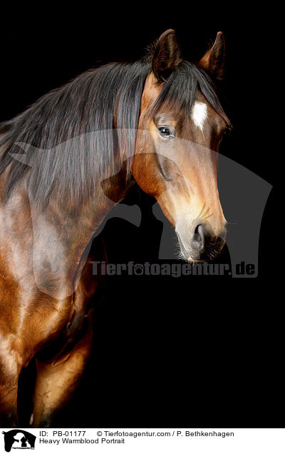 Schweres Warmblut Portrait / Heavy Warmblood Portrait / PB-01177