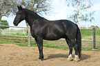 black horse