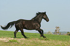 galloping warmblood