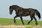 trotting warmblood