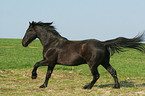 galloping warmblood