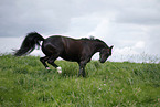 running horse