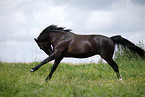 running horse