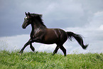 running horse