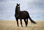 black horse