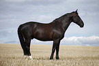 black horse