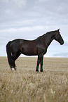 black horse