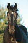 Heavy warmblood portrait