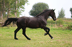 galloping Heavy Warmblood