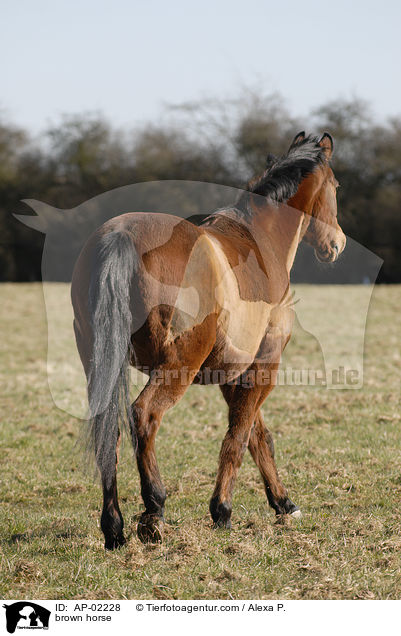 Hessisches Warmblut / brown horse / AP-02228