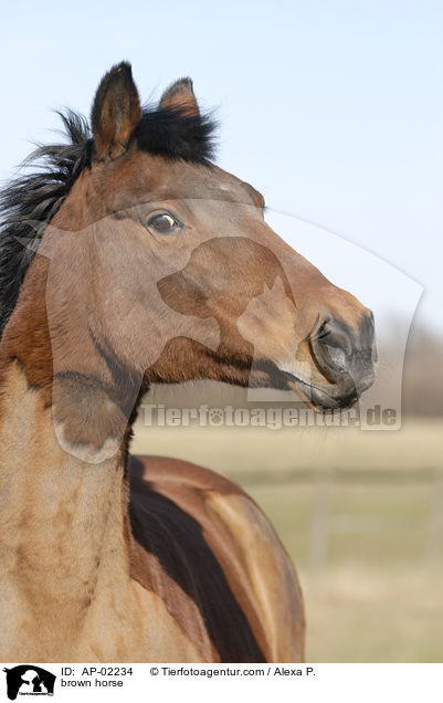 Hessisches Warmblut / brown horse / AP-02234