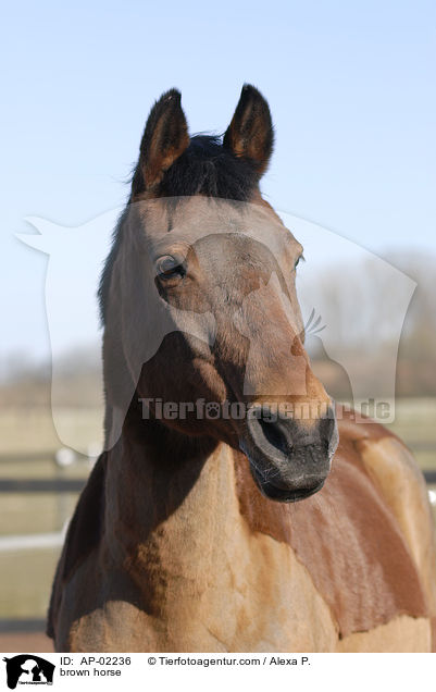 Hessisches Warmblut / brown horse / AP-02236