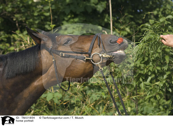 horse portrait / TM-01854