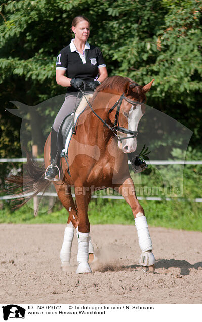 Frau reitet Hessisches Warmblut / woman rides Hessian Warmblood / NS-04072