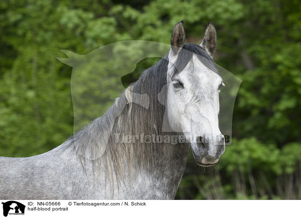 Hispano-Araber Portrait / half-blood portrait / NN-05666