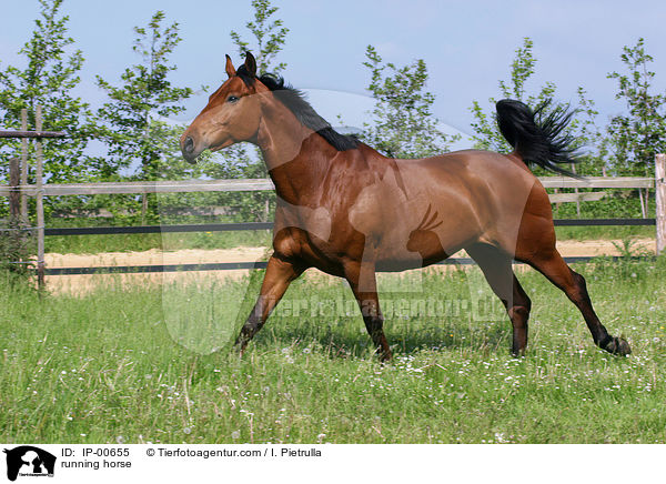 Holsteiner im Galopp / running horse / IP-00655