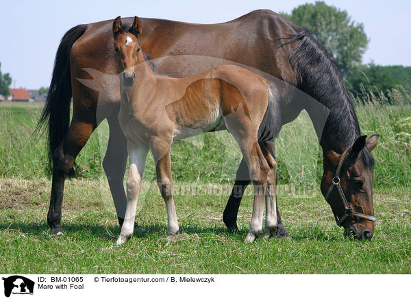 Stute mit Fohlen / Mare with Foal / BM-01065