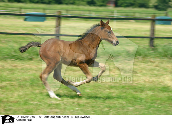 rennendes Holsteiner Fohlen / running foal / BM-01066